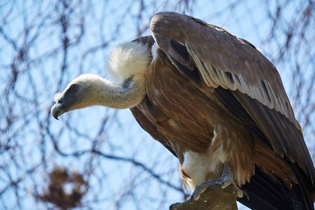 Griffon Vulture or Gyps fulvusの写真素材