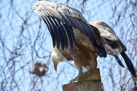 Griffon Vulture or Gyps fulvusの写真素材
