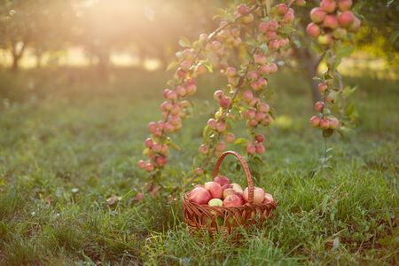 Fresh and colorful apples in basketの写真素材