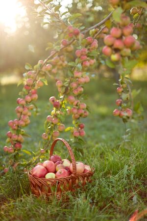 Fresh and colorful apples in basketの写真素材