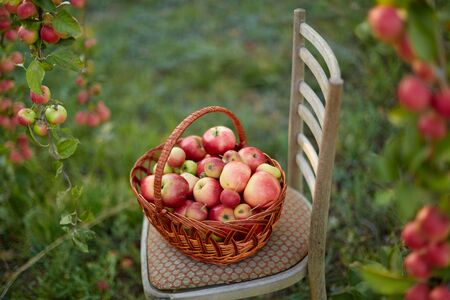 Fresh and colorful apples in basketの写真素材