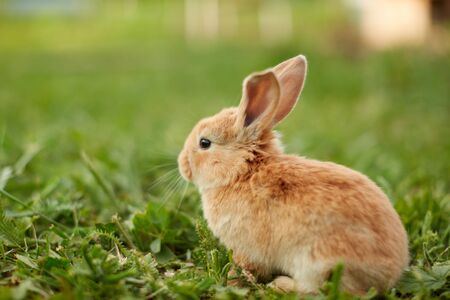 Cute easter orange bunny rabbit on green grassの写真素材
