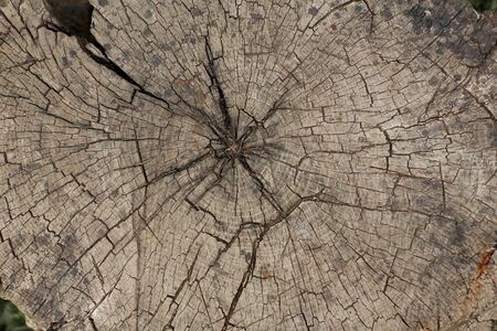 Old wooden tree cut texture surfaceの写真素材