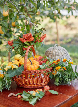 Table setting with beautiful autumn decorand with basket mini pumpkinsの写真素材