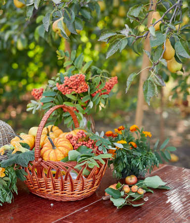 Table setting with beautiful autumn decorand with basket mini pumpkinsの写真素材