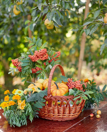 Table setting with beautiful autumn decorand with basket mini pumpkinsの写真素材