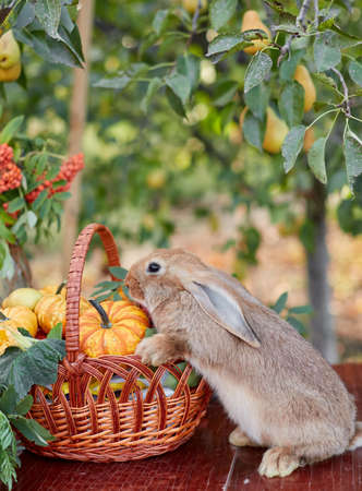 Table setting with beautiful autumn decorand with basket mini pumpkins and orange rabbitの写真素材