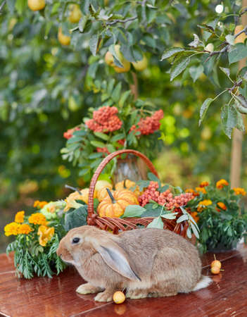 Table setting with beautiful autumn decorand with basket mini pumpkins and orange rabbitの写真素材