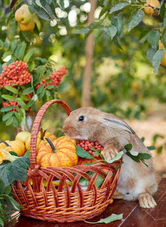 Table setting with beautiful autumn decorand with basket mini pumpkins and orange rabbitの写真素材