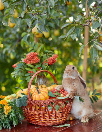 Table setting with beautiful autumn decorand with basket mini pumpkins and orange rabbitの写真素材