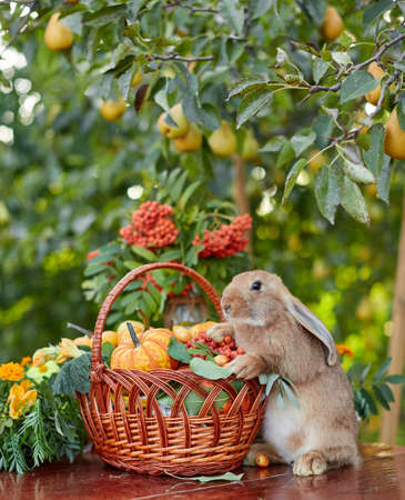 Table setting with beautiful autumn decorand with basket mini pumpkins and orange rabbitの写真素材