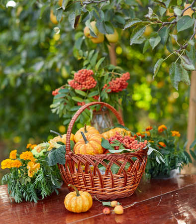 Table setting on a rustic farmhouse country table with beautiful autumn decorand with basket mini pumpkinsの写真素材