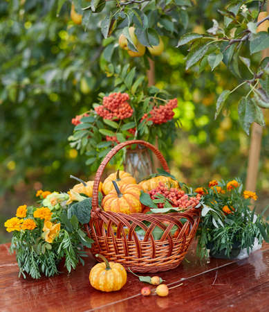 Table setting on a rustic farmhouse country table with beautiful autumn decorand with basket mini pumpkinsの写真素材