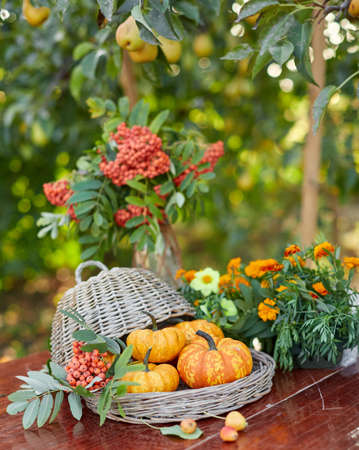 Table setting on a rustic farmhouse country table with beautiful autumn decorand with basket mini pumpkinsの写真素材