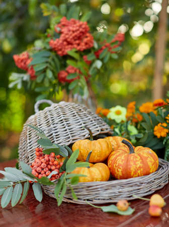 Table setting on a rustic farmhouse country table with beautiful autumn decorand with basket mini pumpkinsの写真素材