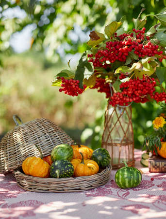 Table setting on a rustic farmhouse country table with beautiful autumn decorand with basket mini pumpkinsの写真素材