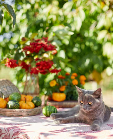 Table setting on a rustic farmhouse country table with beautiful autumn decorand with basket mini pumpkinsの写真素材