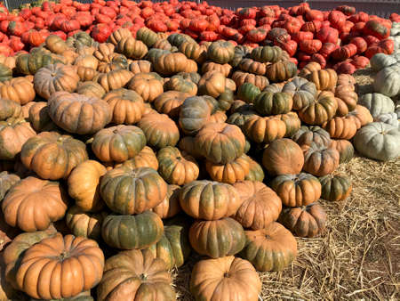 Large Piles Scattering of Orange Pumpkins and Gourds at a Pumpkin Patchの写真素材
