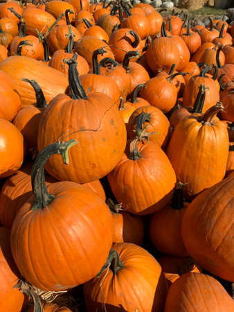 Large Piles Scattering of Orange Pumpkins and Gourds at a Pumpkin Patchの写真素材