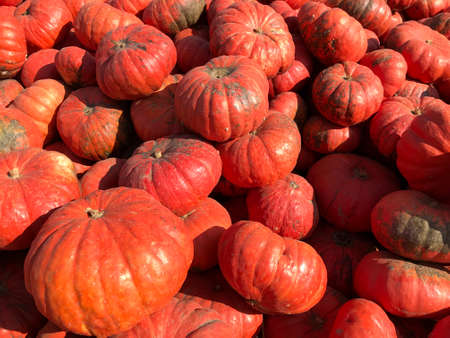Large Piles Scattering of Orange Pumpkins and Gourds at a Pumpkin Patchの写真素材