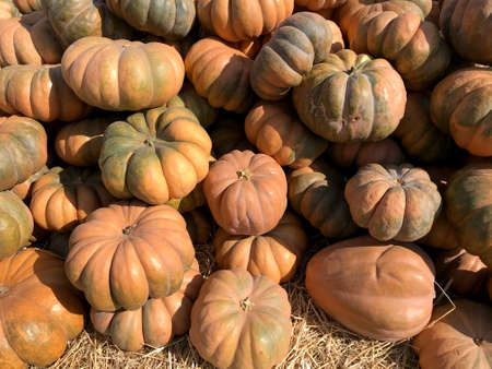 Large Piles Scattering of Orange Pumpkins and Gourds at a Pumpkin Patchの写真素材