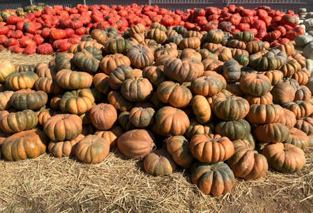 Large Piles Scattering of Orange Pumpkins and Gourds at a Pumpkin Patchの写真素材