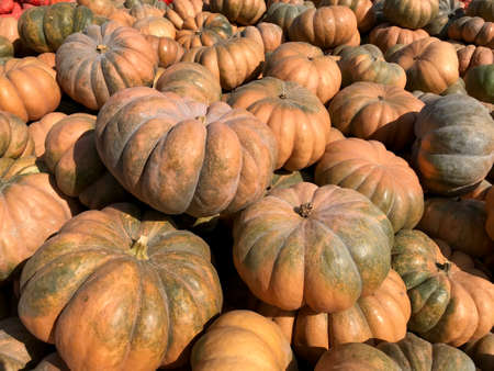 Large Piles Scattering of Orange Pumpkins and Gourds at a Pumpkin Patchの写真素材