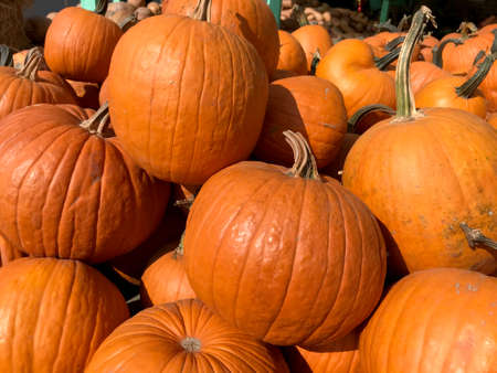 Large Piles Scattering of Orange Pumpkins and Gourds at a Pumpkin Patchの写真素材