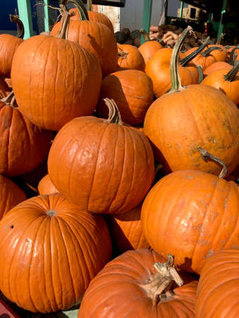 Large Piles Scattering of Orange Pumpkins and Gourds at a Pumpkin Patchの写真素材