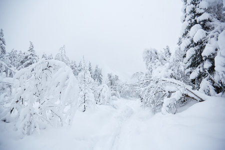 Footpath in white snow in a forestの写真素材