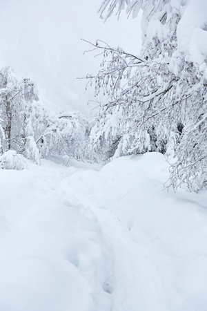 Footpath in white snow in a forestの写真素材