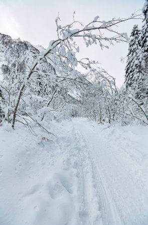 Footpath in white snow in a forestの写真素材