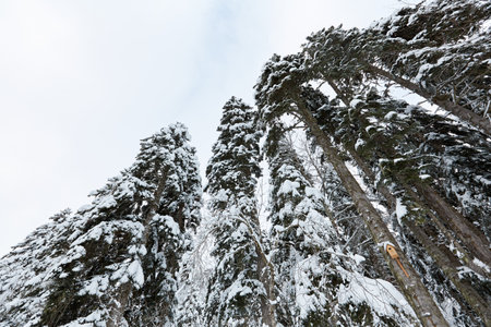 Fir trees covered with snow in a mountain forest.の写真素材