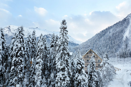 Fir trees covered with snow in a mountain villageの写真素材