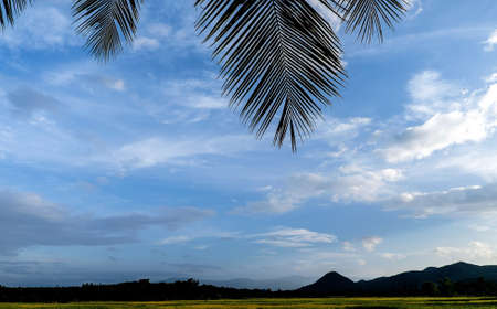 The silhouettes of the coconut leaf background is the skyの写真素材