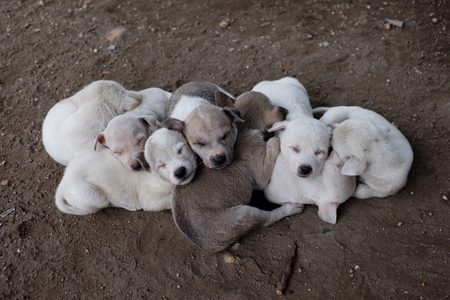 sleeping puppiesの写真素材