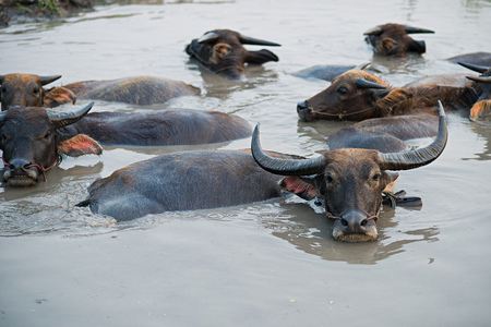 Buffalo in water.の写真素材