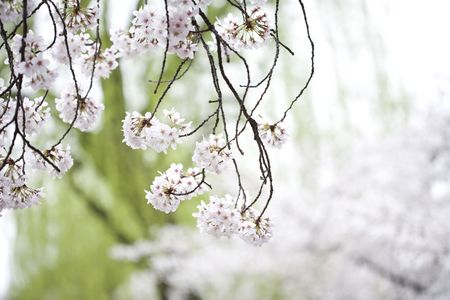Cherry treeの写真素材