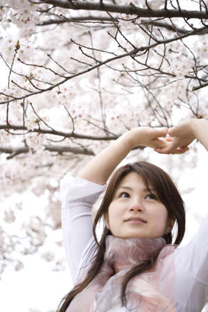 Woman under the cherry treeの写真素材