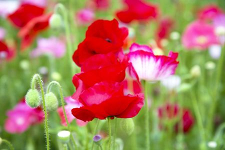 Poppyの写真素材