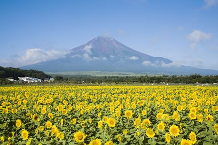 Sunflowerの写真素材