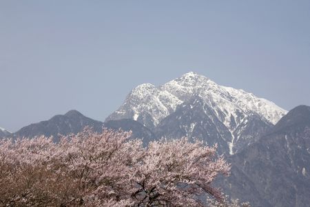 Cherry blossomsの写真素材