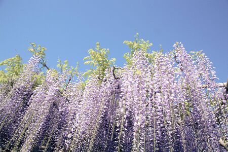 Spring flowerの写真素材