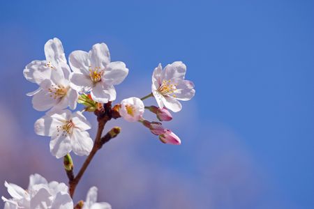 Cherry blossomsの写真素材