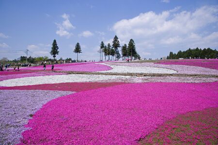 Moss phloxの写真素材