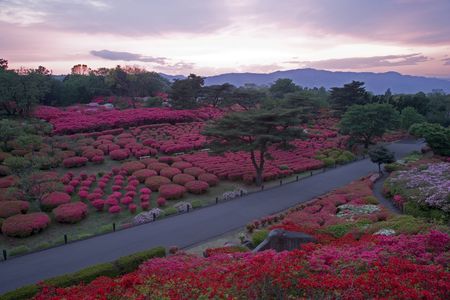 Azaleaの写真素材