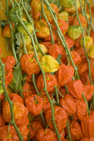 Chinese lantern plantの写真素材