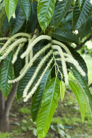 Chestnutの写真素材