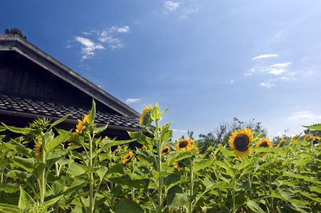 Sunflowerの写真素材