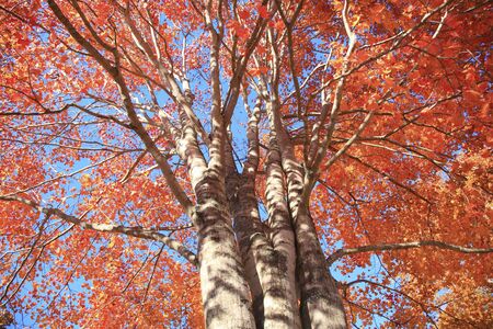 Colored leaves